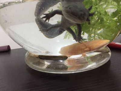 家里養(yǎng)六角恐龍魚風(fēng)水（六角恐龍魚風(fēng)水?dāng)[位技巧）