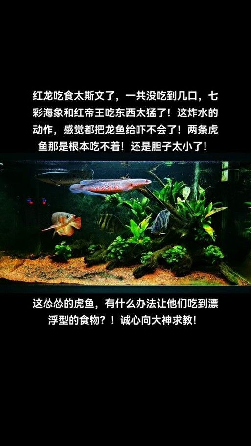龍魚虎魚混養(yǎng)尺寸圖解大全