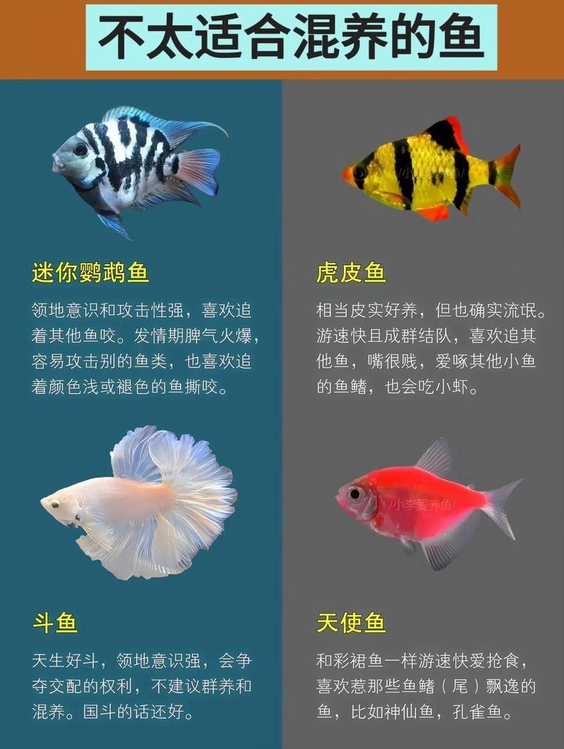 龍魚虎魚混養(yǎng)尺寸圖解大全