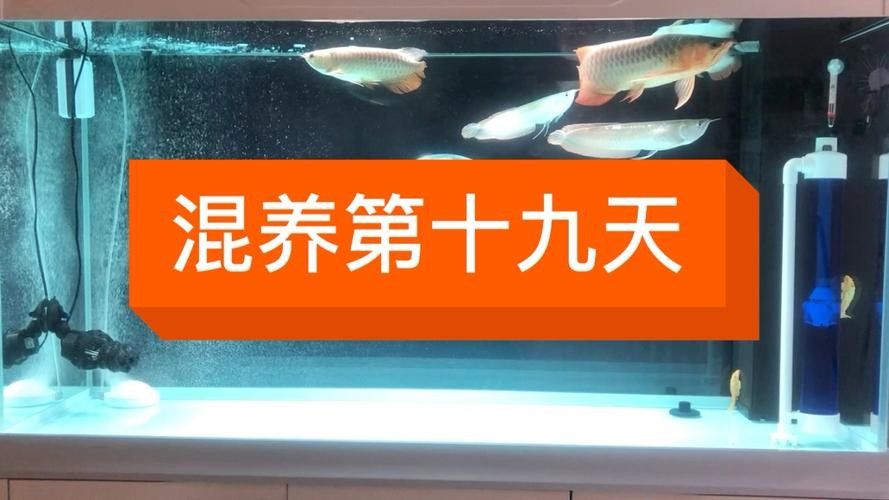 龍魚虎魚混養(yǎng)尺寸圖解大全