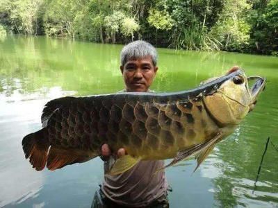 龍魚上門回收（合肥龍魚上門回收服務為寵物龍魚所有者提供的便利服務）