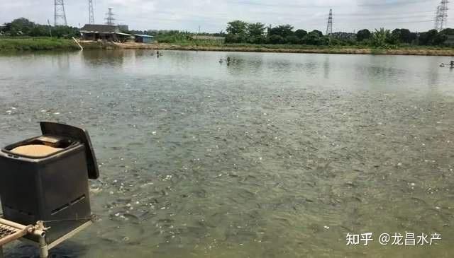如何判斷白子招財龍魚是否吃飽？