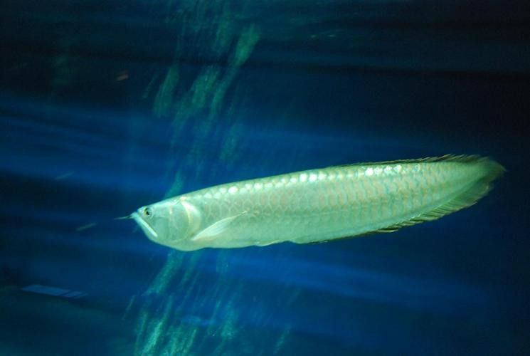 銀龍魚觀賞魚圖片大全大圖