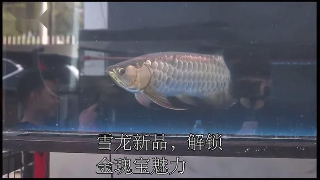 銀龍魚觀賞魚圖片大全大圖