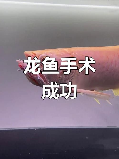 銀龍魚觀賞魚圖片大全大圖
