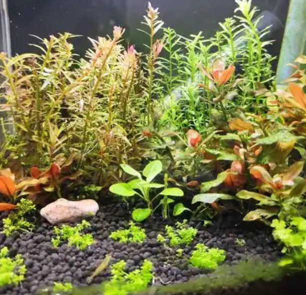 如何預防龍魚缸藻類再次爆發？