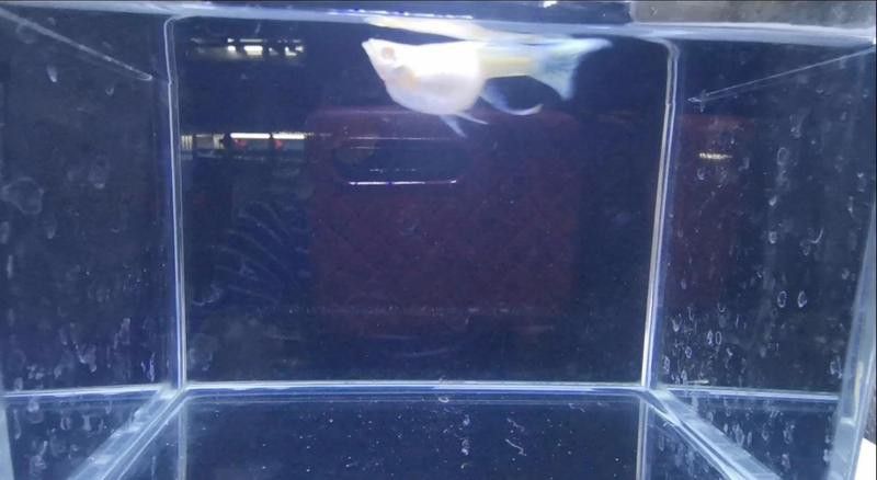 如何判斷雷龍魚腹水的類型？