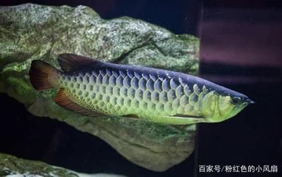 金龍魚的壽命有多長時間，金龍魚的壽命通常為20-30年，這是真的嗎？