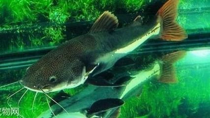 龍魚混養魚推薦品種有哪些：幾種適合與龍魚混養的魚類 龍魚混養魚推薦品種有哪些：幾種適合與龍魚混養的魚類 龍魚百科 第4張
