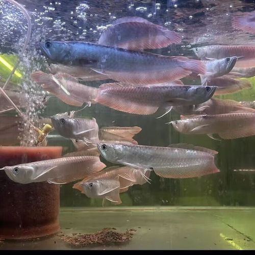 招財和銀龍魚能混養嗎圖片欣賞 招財和銀龍魚能混養嗎圖片欣賞 龍魚百科 第14張