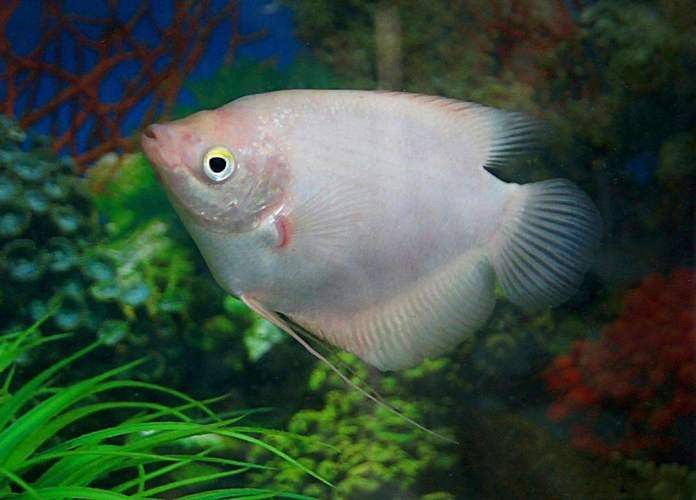 招財和銀龍魚能混養嗎圖片欣賞 招財和銀龍魚能混養嗎圖片欣賞 龍魚百科 第19張