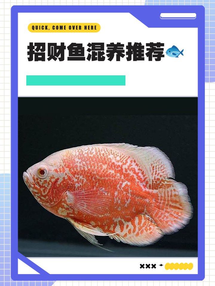 招財和銀龍魚能混養嗎圖片欣賞 招財和銀龍魚能混養嗎圖片欣賞 龍魚百科 第26張