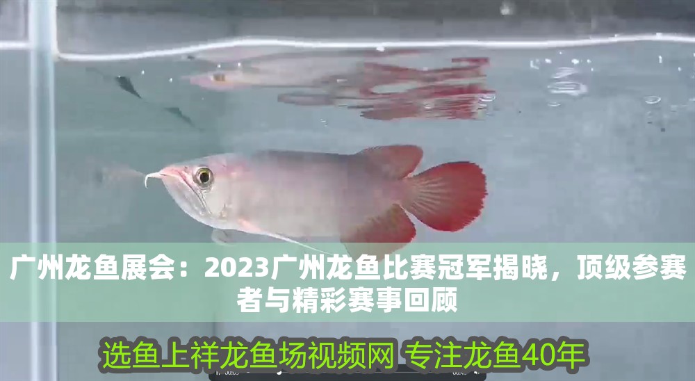 廣州龍魚展會：2023廣州龍魚比賽冠軍揭曉，頂級參賽者與精彩賽事回顧