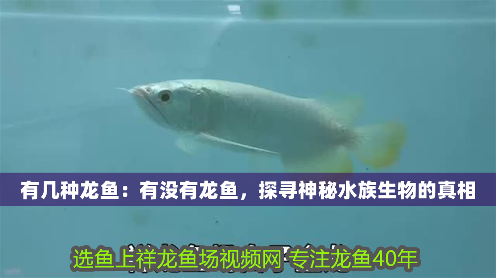 有幾種龍魚：有沒有龍魚，探尋神秘水族生物的真相