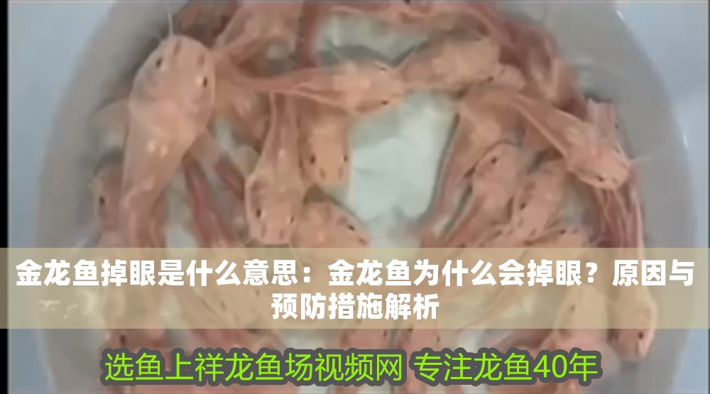 金龍魚掉眼是什么意思:金龍魚為什么會掉眼?原因與預防措施解析 龍魚百科 第1張 金龍魚掉眼是什么意思:金龍魚為什么會掉眼?原因與預防措施解析 金龍魚掉眼是什么意思:金龍魚為什么會掉眼?原因與預防措施解析 龍魚百科 第1張