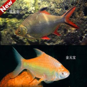 雙線鯽魚跟龍魚混養：雙線鯽魚和龍魚混養的注意事項