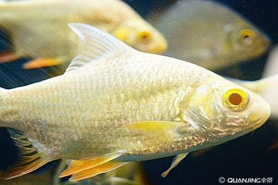雙線鯽魚跟龍魚混養：雙線鯽魚和龍魚混養的注意事項