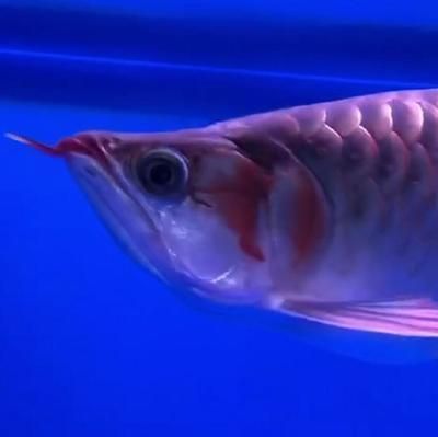 紅龍魚吃海蝦可以嗎，紅龍魚可以吃海蝦嗎