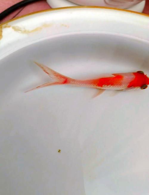 魚鰭充血圖片