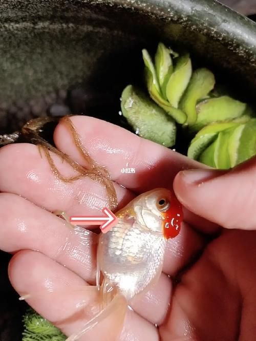 魚鰭充血圖片