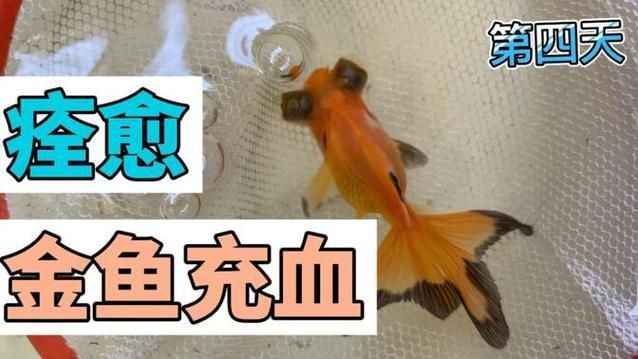 魚鰭充血圖片
