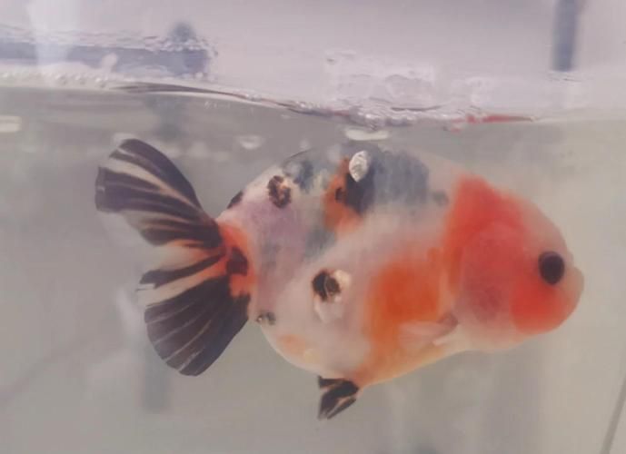 魚鰭充血圖片