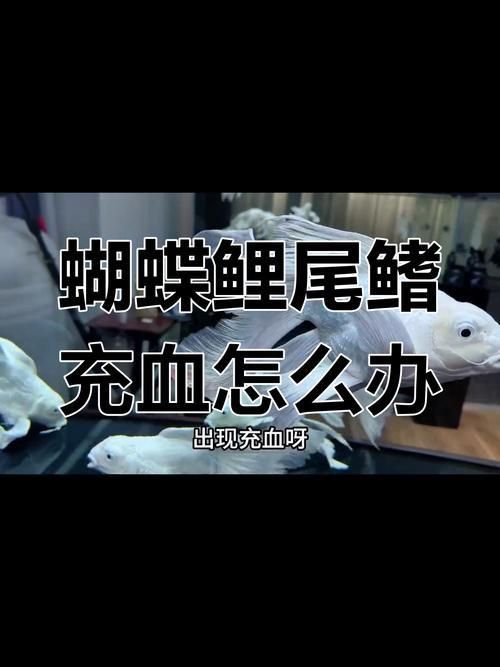 魚鰭充血圖片