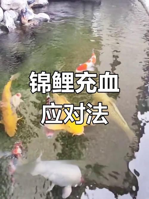 魚鰭充血圖片