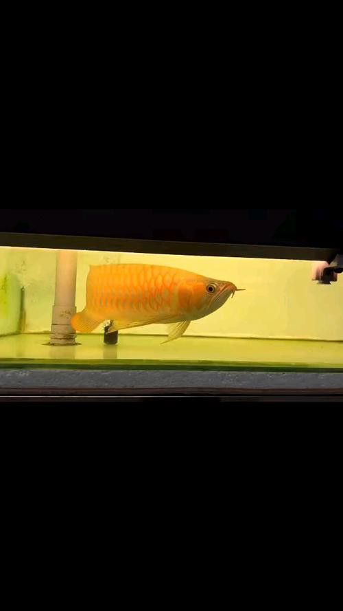 白子龍魚多少錢一只圖片視頻