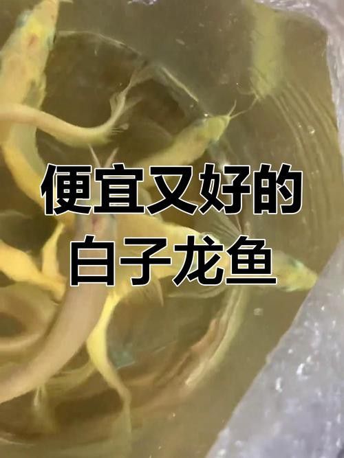 白子龍魚多少錢一只圖片視頻