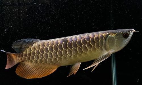 白子龍魚多少錢一只圖片視頻