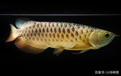 龍魚成長速度：龍魚的成長速度