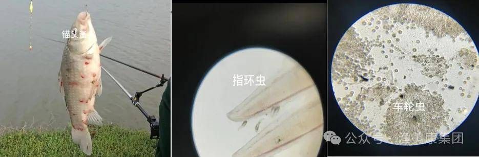 巴西亞魚(yú)苗疾病預(yù)防方法，巴西魚(yú)苗常見(jiàn)疾病有哪些