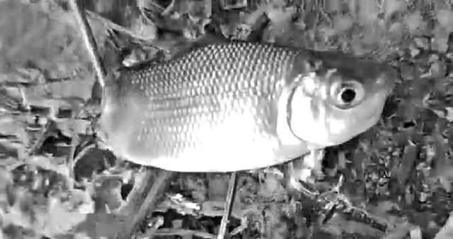 巴西亞魚(yú)苗疾病預(yù)防方法，巴西魚(yú)苗常見(jiàn)疾病有哪些