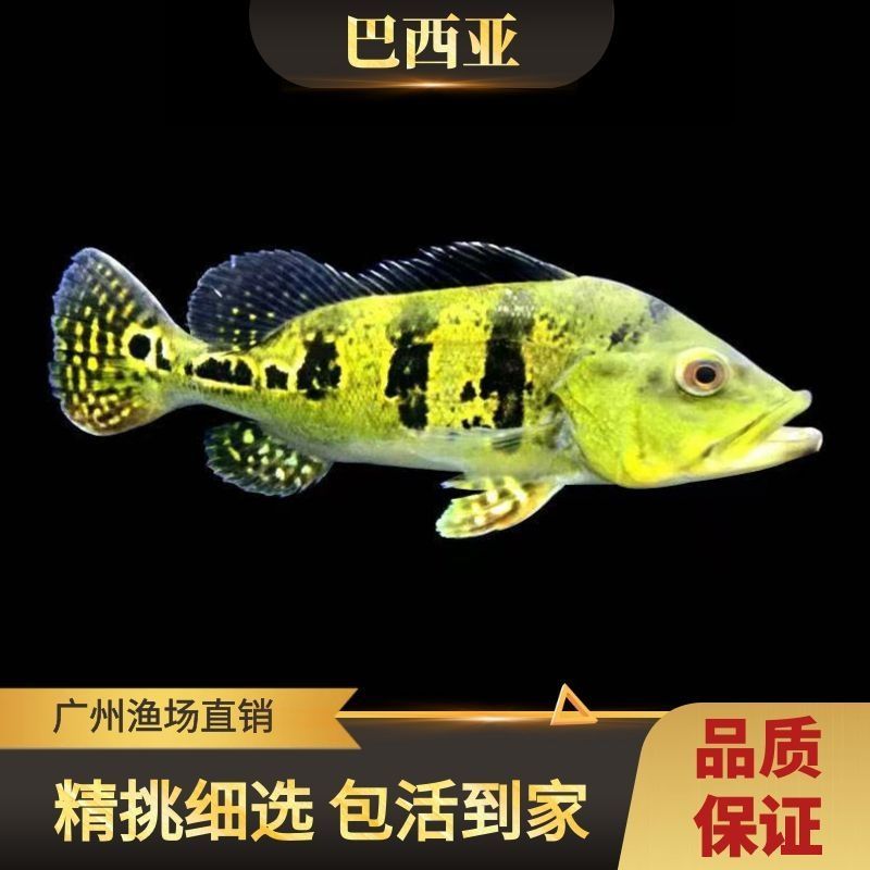 巴西亞魚(yú)苗疾病預(yù)防方法，巴西魚(yú)苗常見(jiàn)疾病有哪些