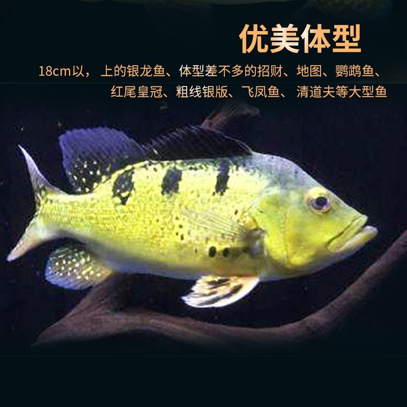 巴西亞魚(yú)苗疾病預(yù)防方法，巴西魚(yú)苗常見(jiàn)疾病有哪些