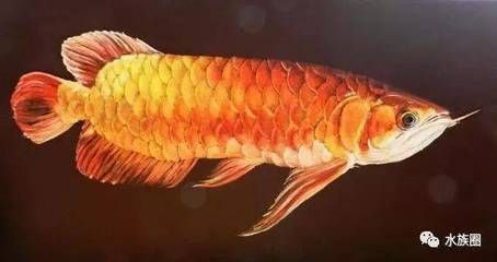龍魚的來(lái)源：龍魚的來(lái)源及種類