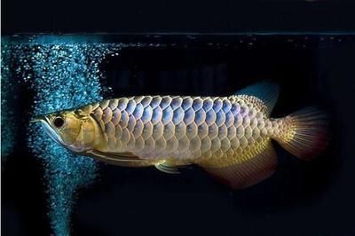 高端龍魚的種類有哪些（紅龍魚、金龍魚、青龍魚、銀龍魚哪個品種最好？）