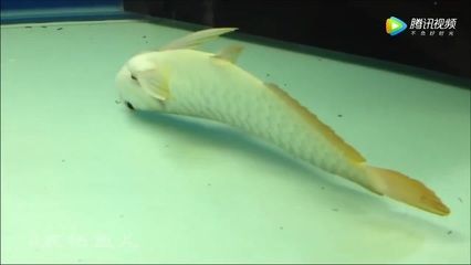 龍魚麻醉需要停食嗎多久可以喂食物：龍魚麻醉后多久喂食