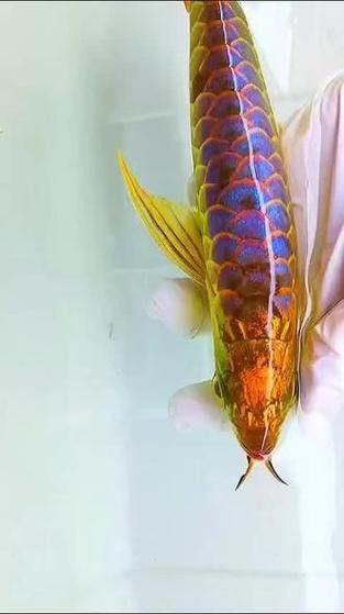 如何判斷金龍魚幼苗是否正宗？