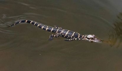 龍魚(yú)身上有白色絮狀物可以放海鹽不放鹽嗎：龍魚(yú)身上有白色絮狀物，可以放海鹽而不放普通鹽嗎？