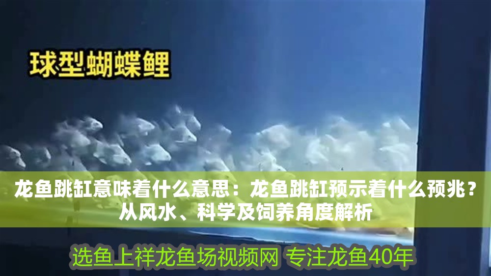 龍魚(yú)跳缸意味著什么意思：龍魚(yú)跳缸預(yù)示著什么預(yù)兆？從風(fēng)水、科學(xué)及飼養(yǎng)角度解析