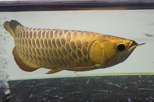 龍魚換季趴缸怎么回事 龍魚換季趴缸怎么回事 龍魚百科 第3張