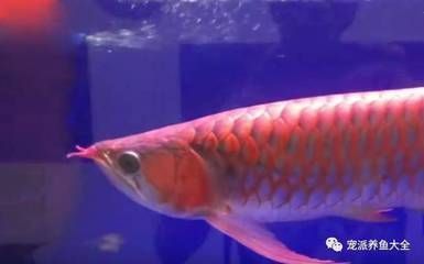 上海龍魚(yú)市場(chǎng)在哪個(gè)區(qū)，上海最大的龍魚(yú)市場(chǎng) 上海龍魚(yú)市場(chǎng)在哪個(gè)區(qū)，上海最大的龍魚(yú)市場(chǎng) 龍魚(yú)百科 第2張
