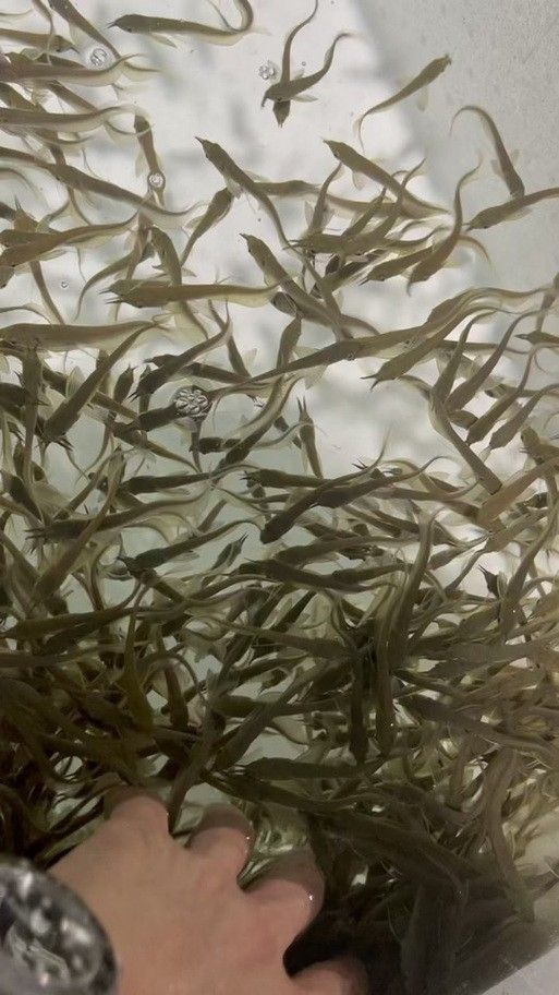 如何挑選銀龍魚苗圖片視頻