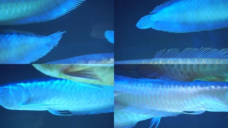 如何挑選銀龍魚苗圖片視頻