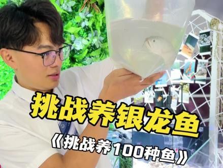 如何挑選銀龍魚苗圖片視頻