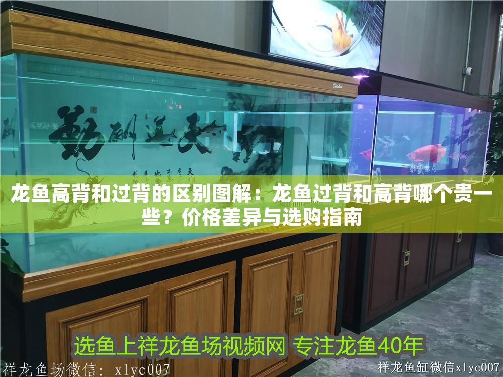 龍魚高背和過背的區(qū)別圖解：龍魚過背和高背哪個貴一些？價格差異與選購指南