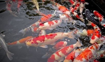 龍魚虎魚的寓意(龍魚、鳳凰在中國文化中有著豐富的寓意和象征意義) 龍魚百科 第4張 龍魚虎魚的寓意(龍魚、鳳凰在中國文化中有著豐富的寓意和象征意義) 龍魚虎魚的寓意(龍魚、鳳凰在中國文化中有著豐富的寓意和象征意義) 龍魚百科 第4張
