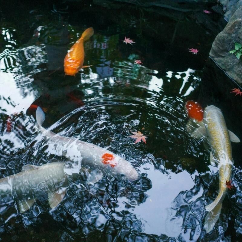 紅龍魚頭上有黑點(diǎn)